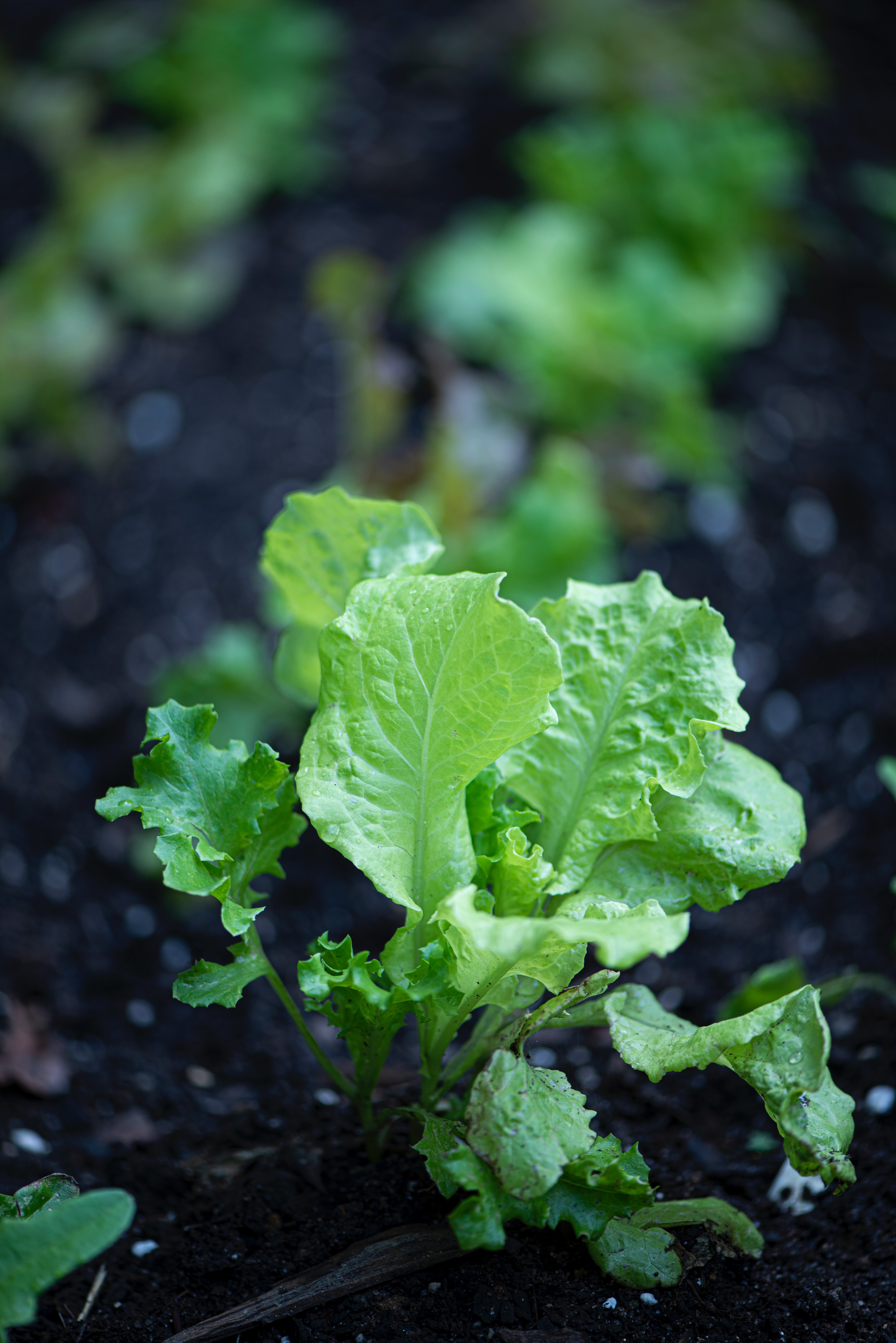 A small head of lettuce growing 