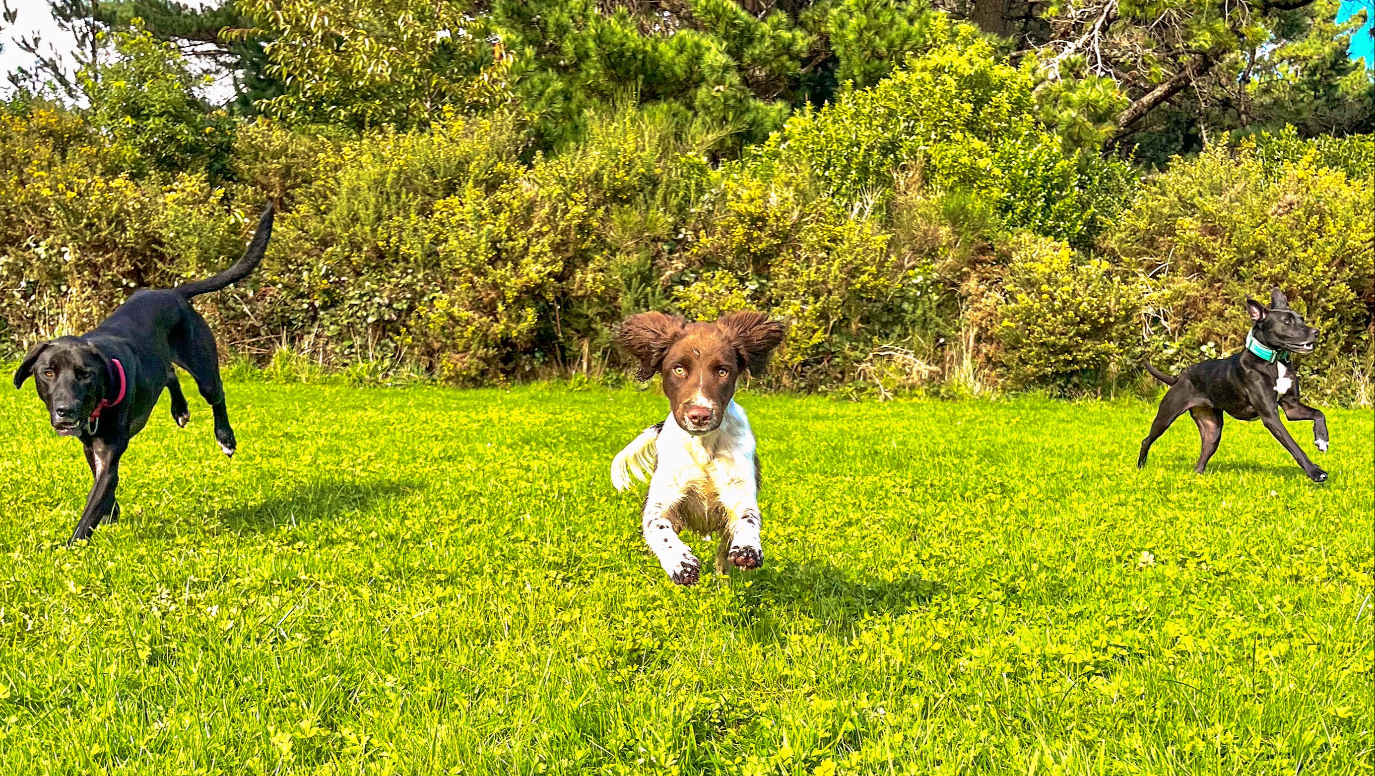 three dogs running towards the camera