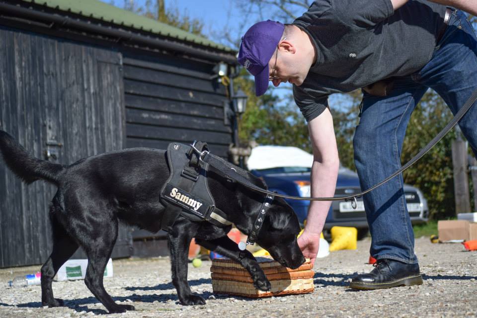 black lab searching on lead