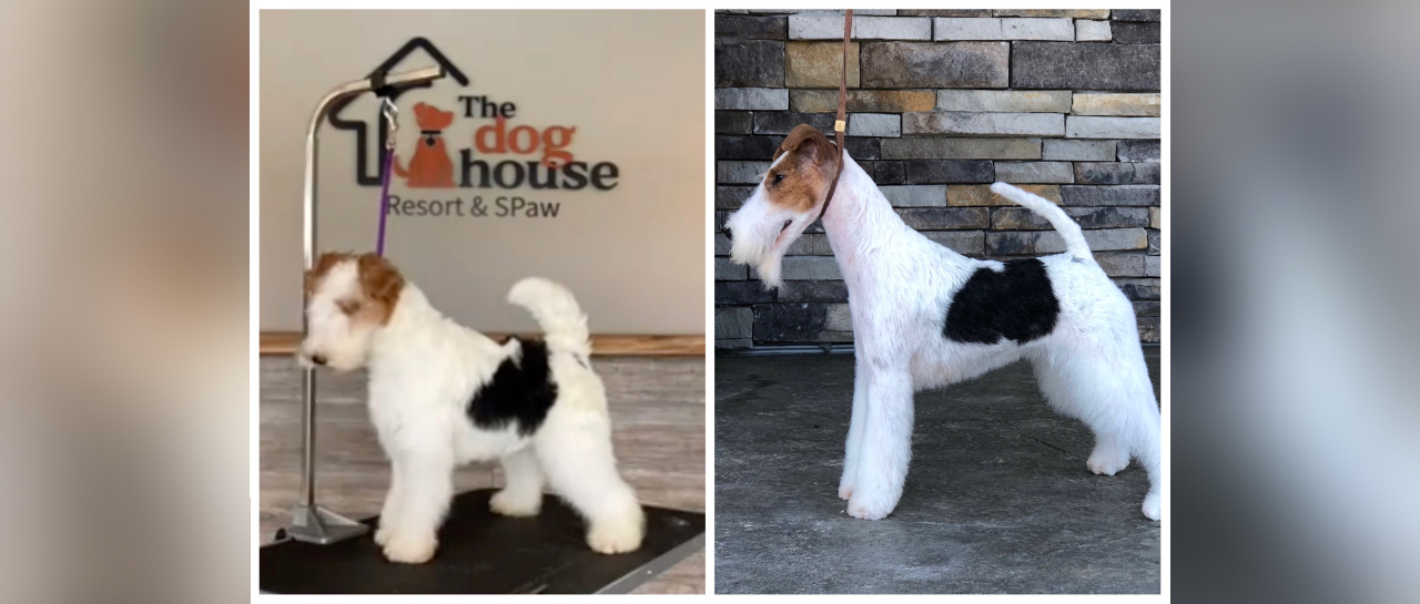 Stripping a best sale dog's hair