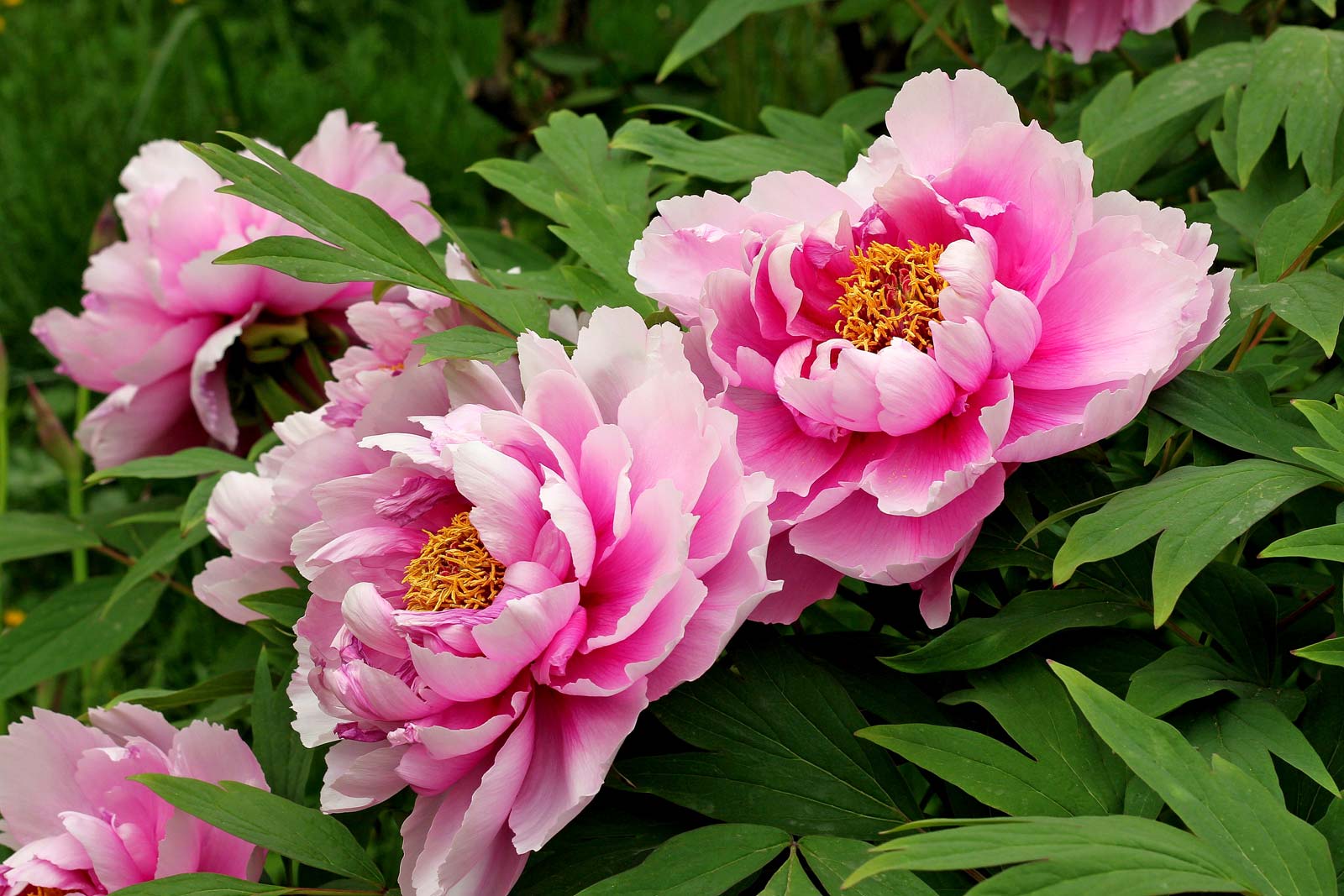 Peonies for Flower Arranging Fridays