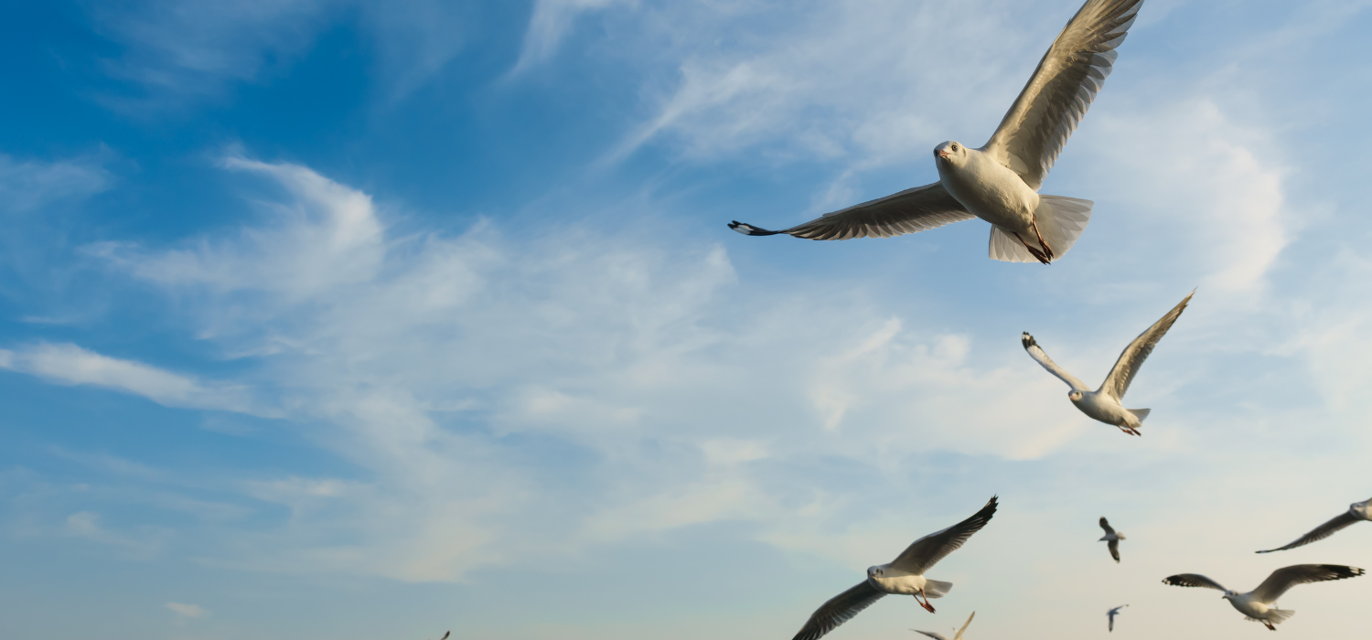 Birds Flying In The Blue Sky