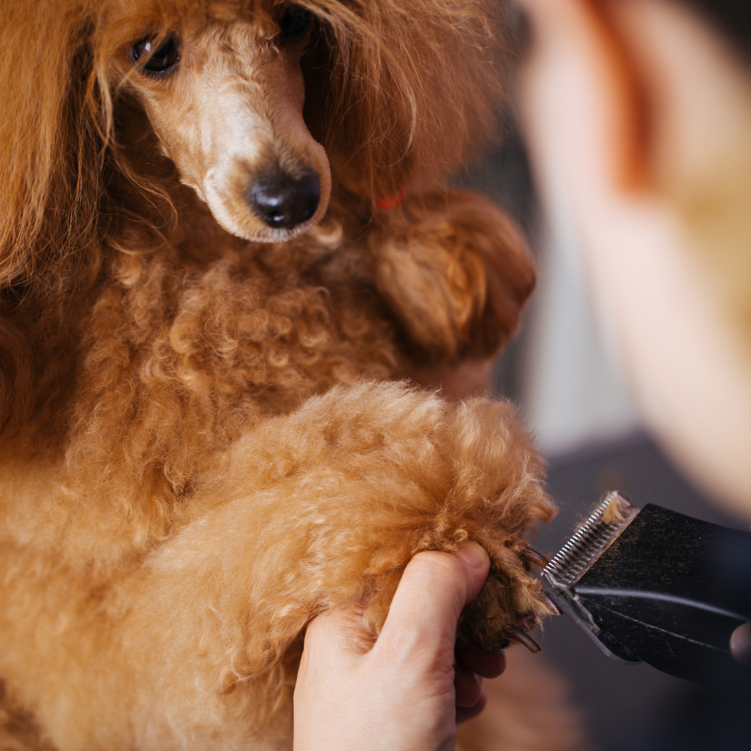 Shaving best sale a poodle