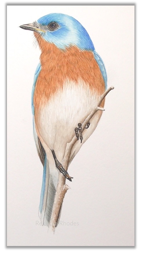 Eastern Bluebird in Watercolor by Rebecca Rhodes