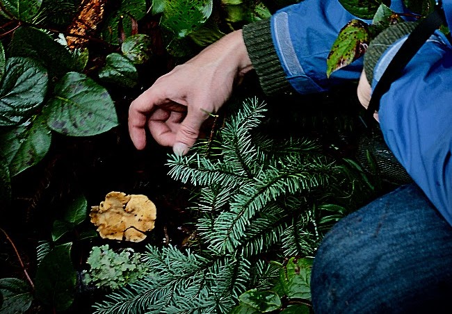 Person bending down and reaching for a mushroom among plants