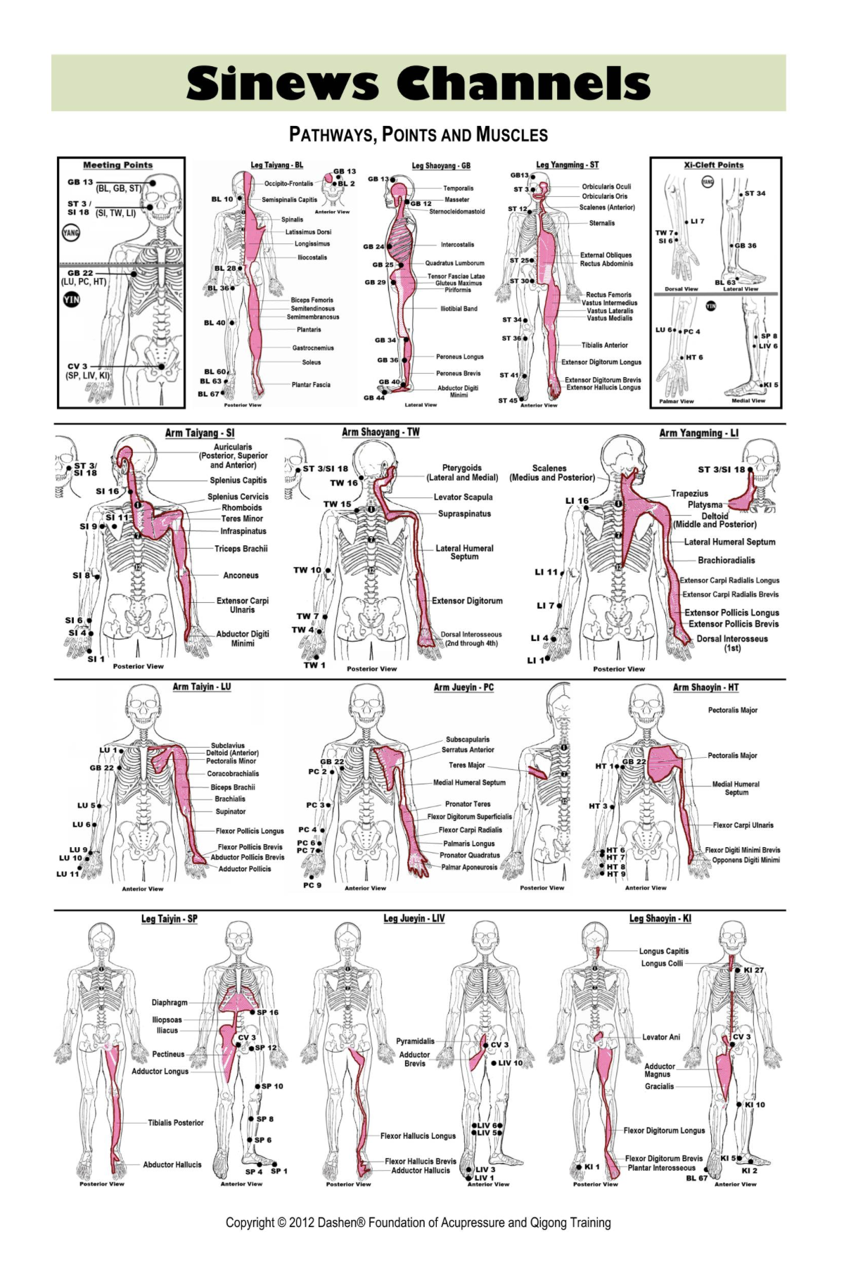 Sinew Channels Double-Sided Poster