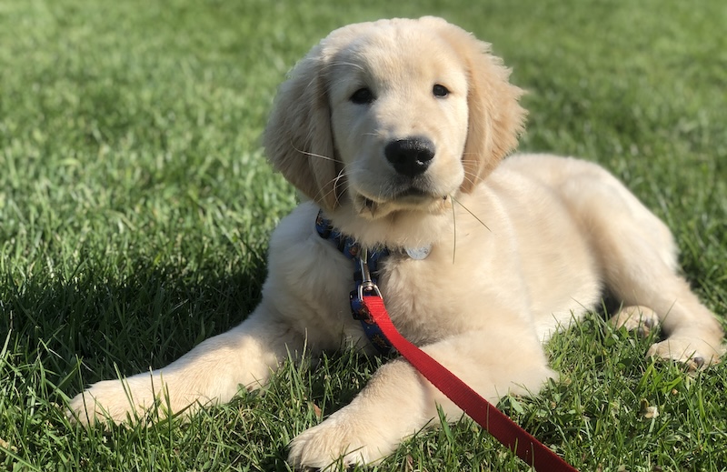 a photograph of a Bernese Mountain dog puppy for an online puppy training course from fearless pet