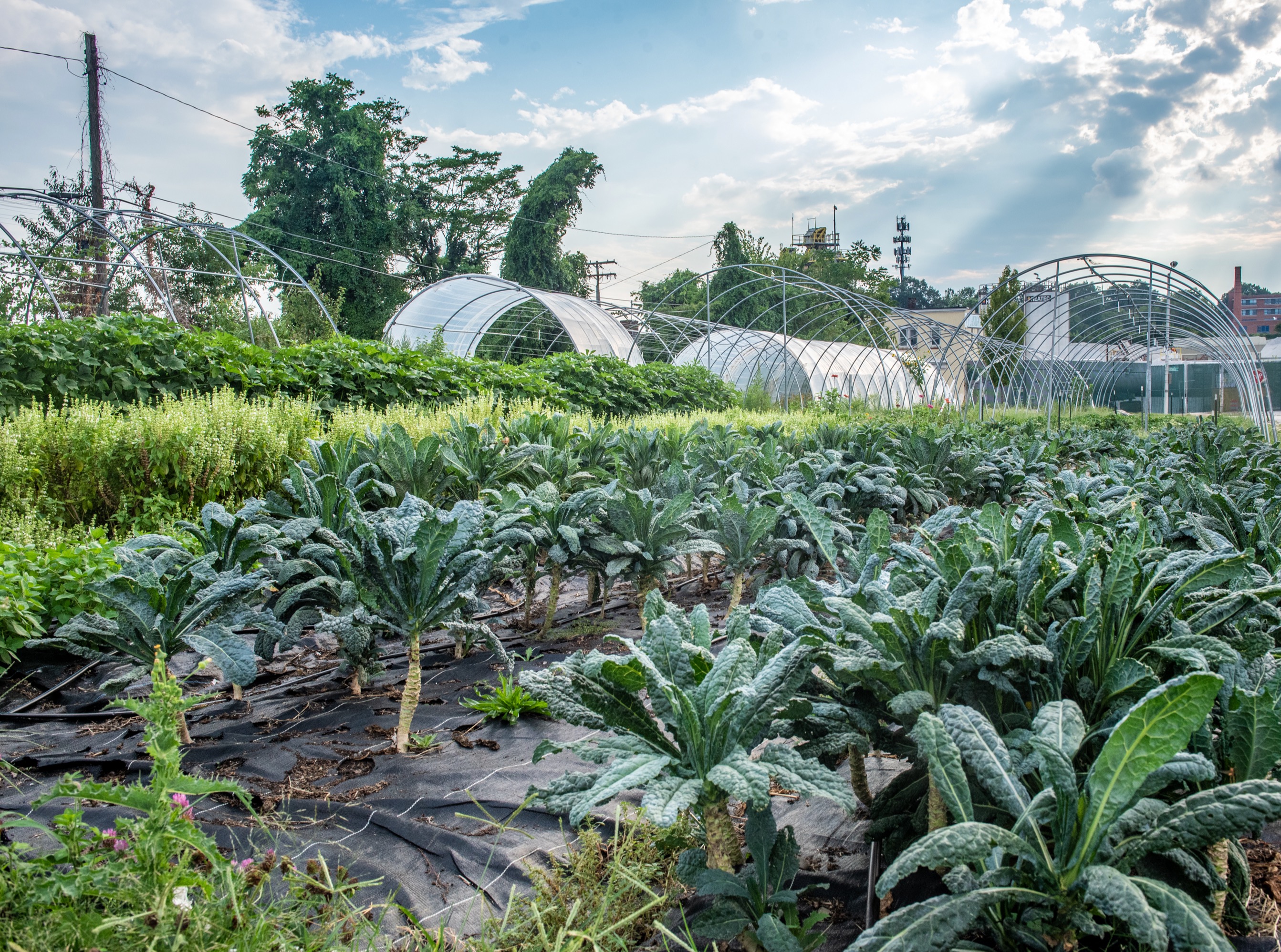 Maryland Farming Success | UME Agriculture and Food Systems