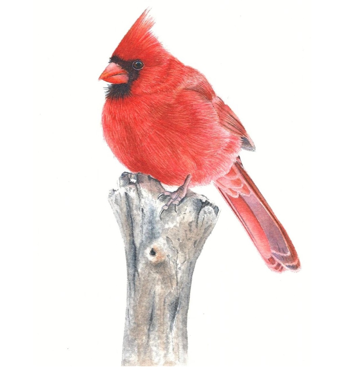 cardinal in watercolor rebecca rhodes