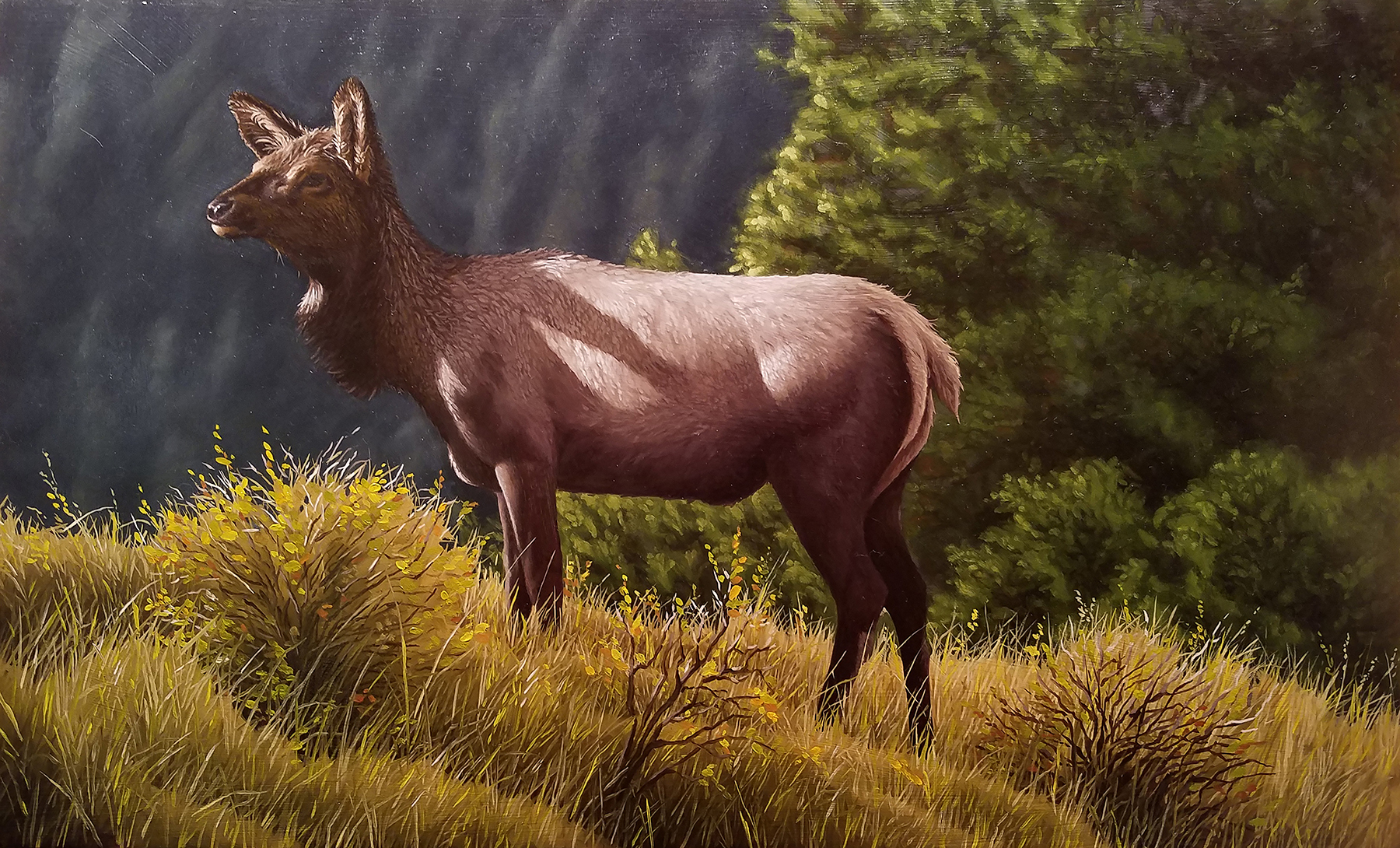 Elk oil painting, indirect method, over painting layer, foreground by Artist Robert Louis Caldwell