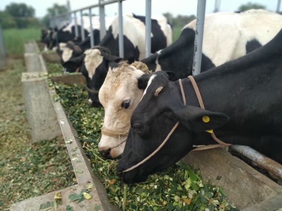 Dosage of Amino Acids for Dairy Cows