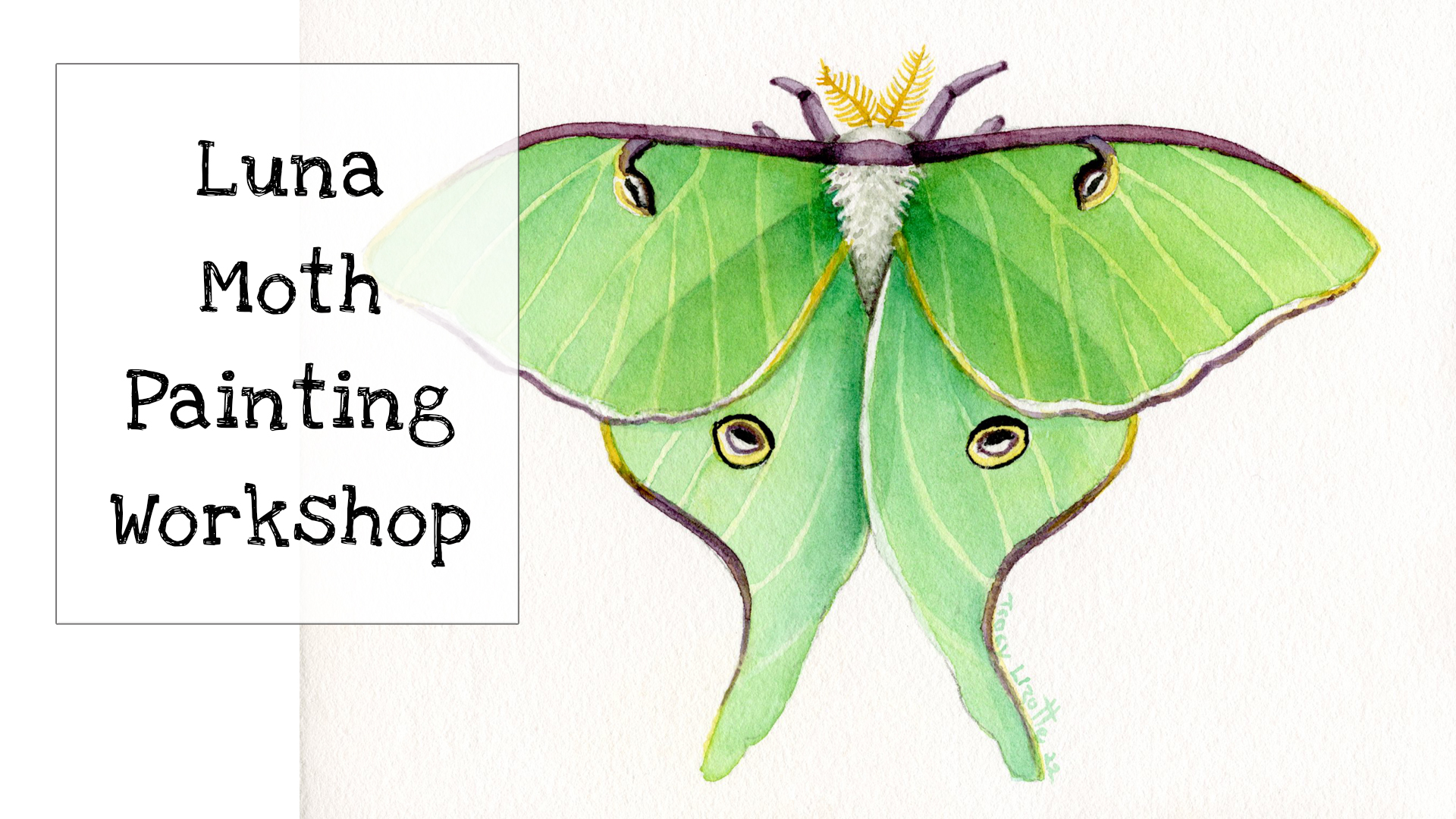 How to Paint a Luna Moth