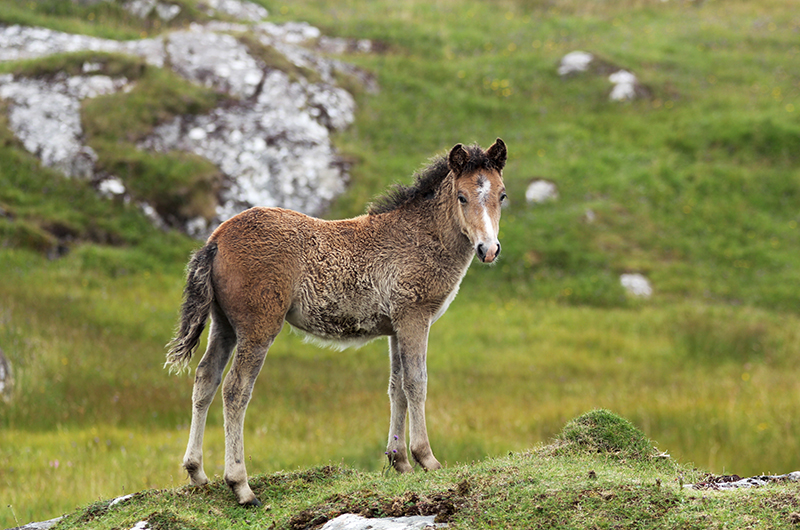 Eriskay pony foal