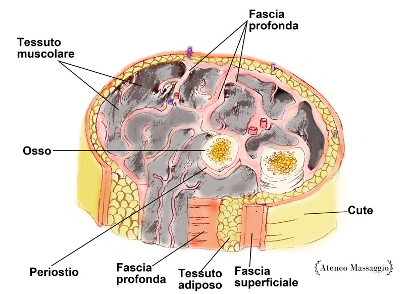 Anatomia massaggio fascia