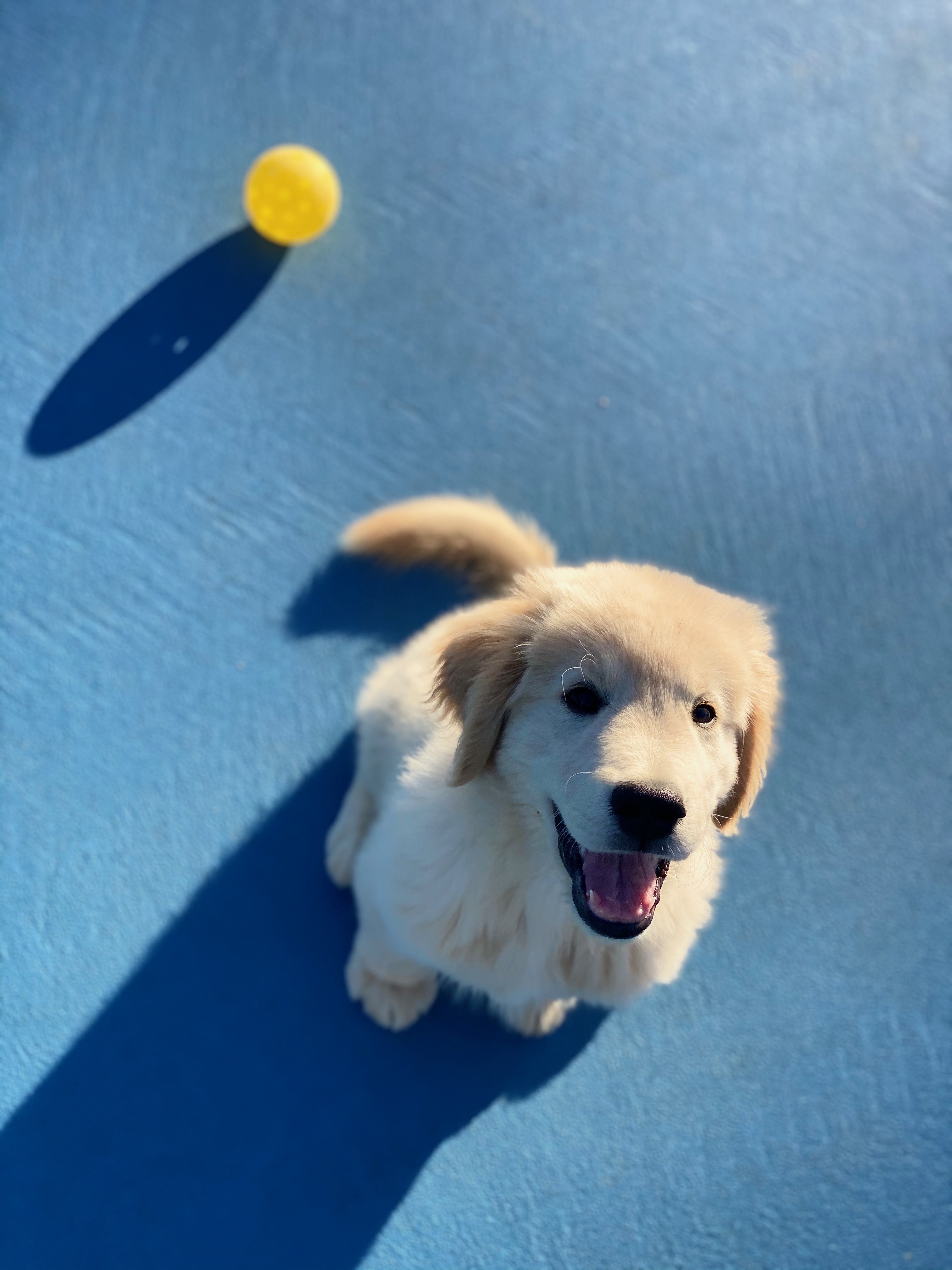 Pickleball Course About the Course