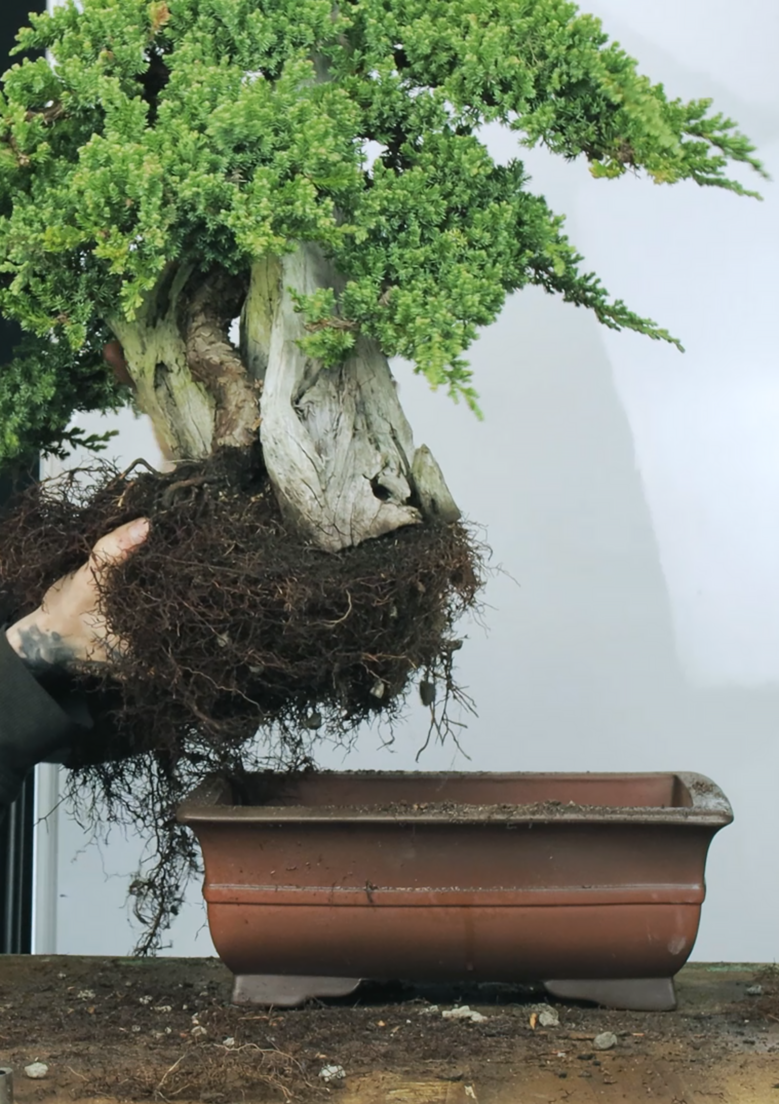 Bonsai Repotting Lesson