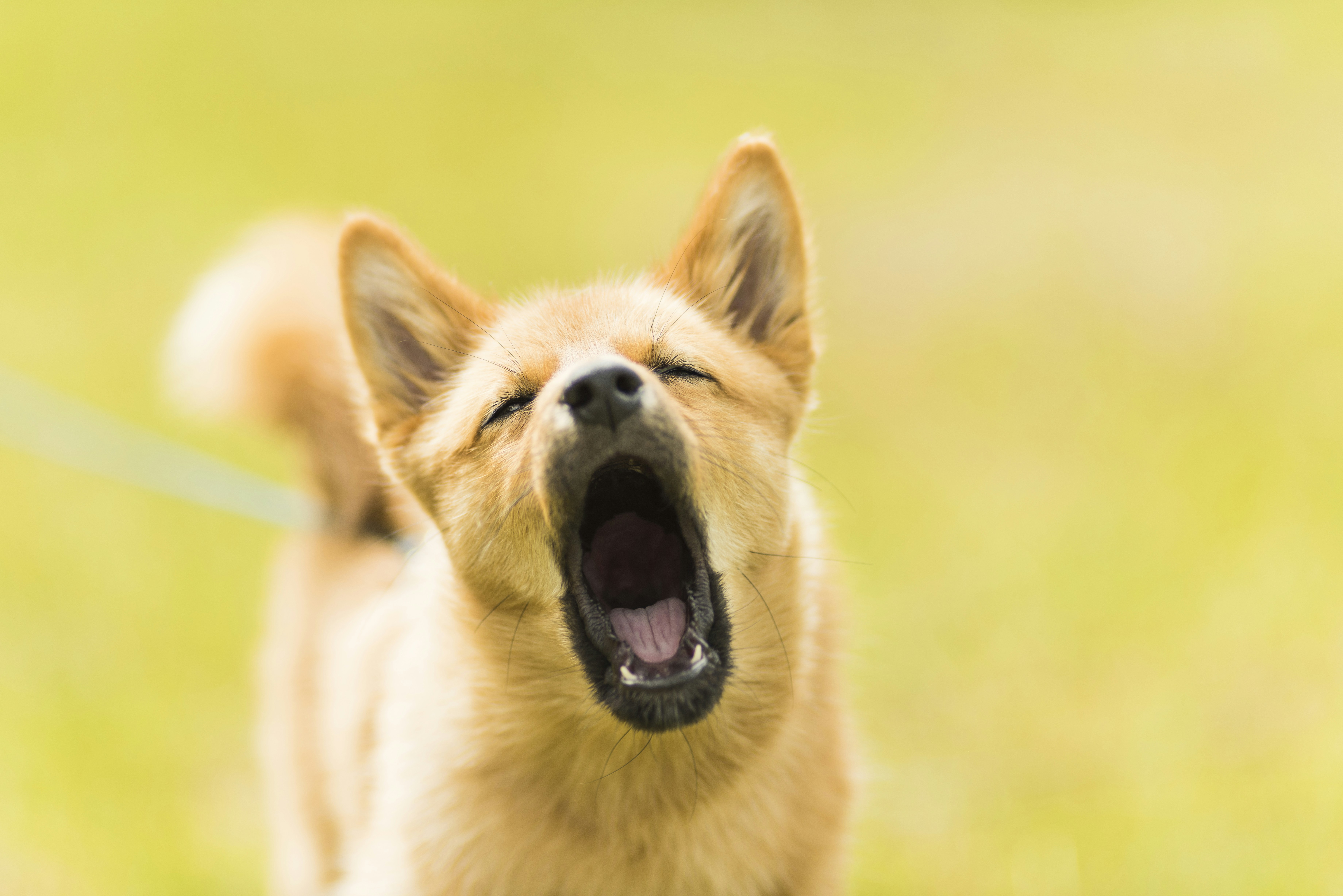 a reactive dog barking 