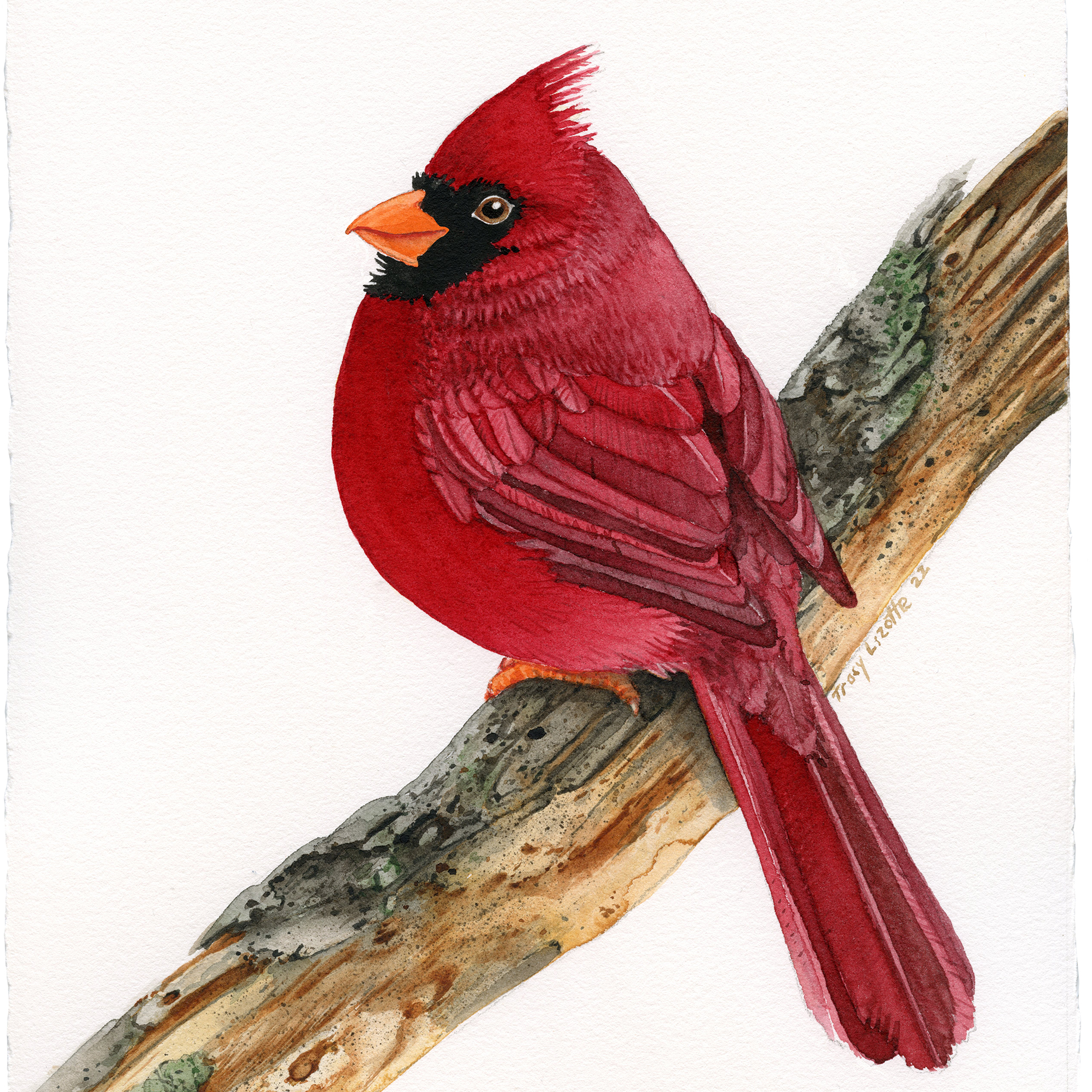 How to paint a Cardinal with watercolors