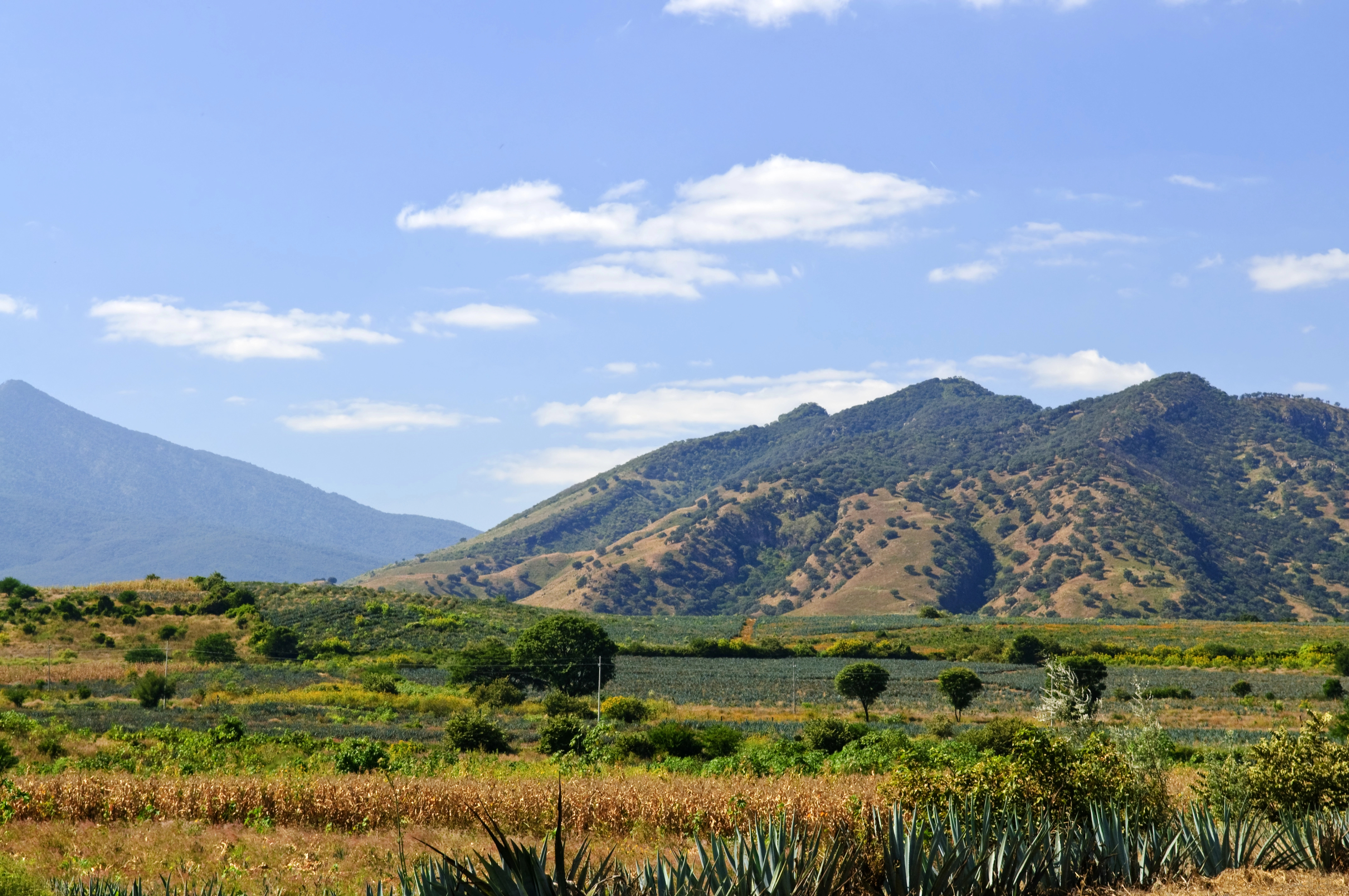 fields in california