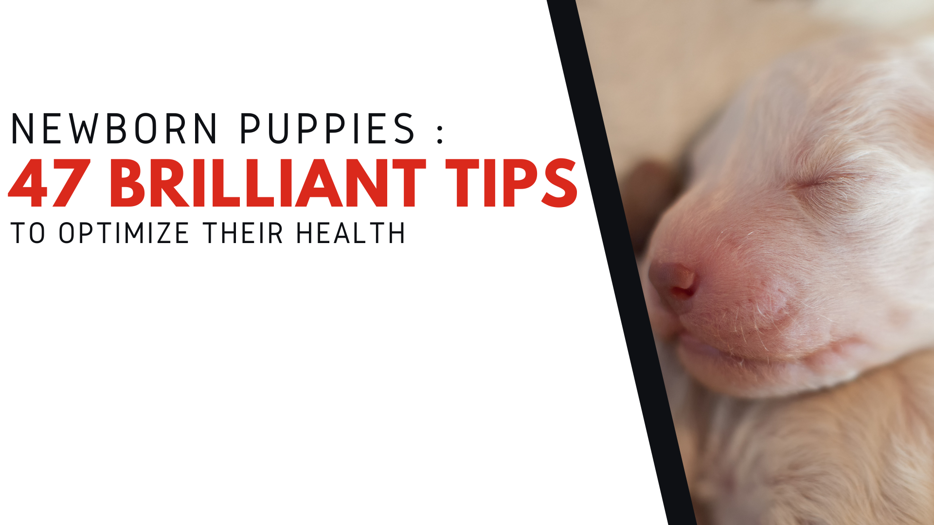 Logo for 47 Brilliant Tips to Optimize the Health of Newborn Puppies course