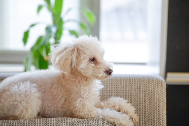 犬の室内飼い