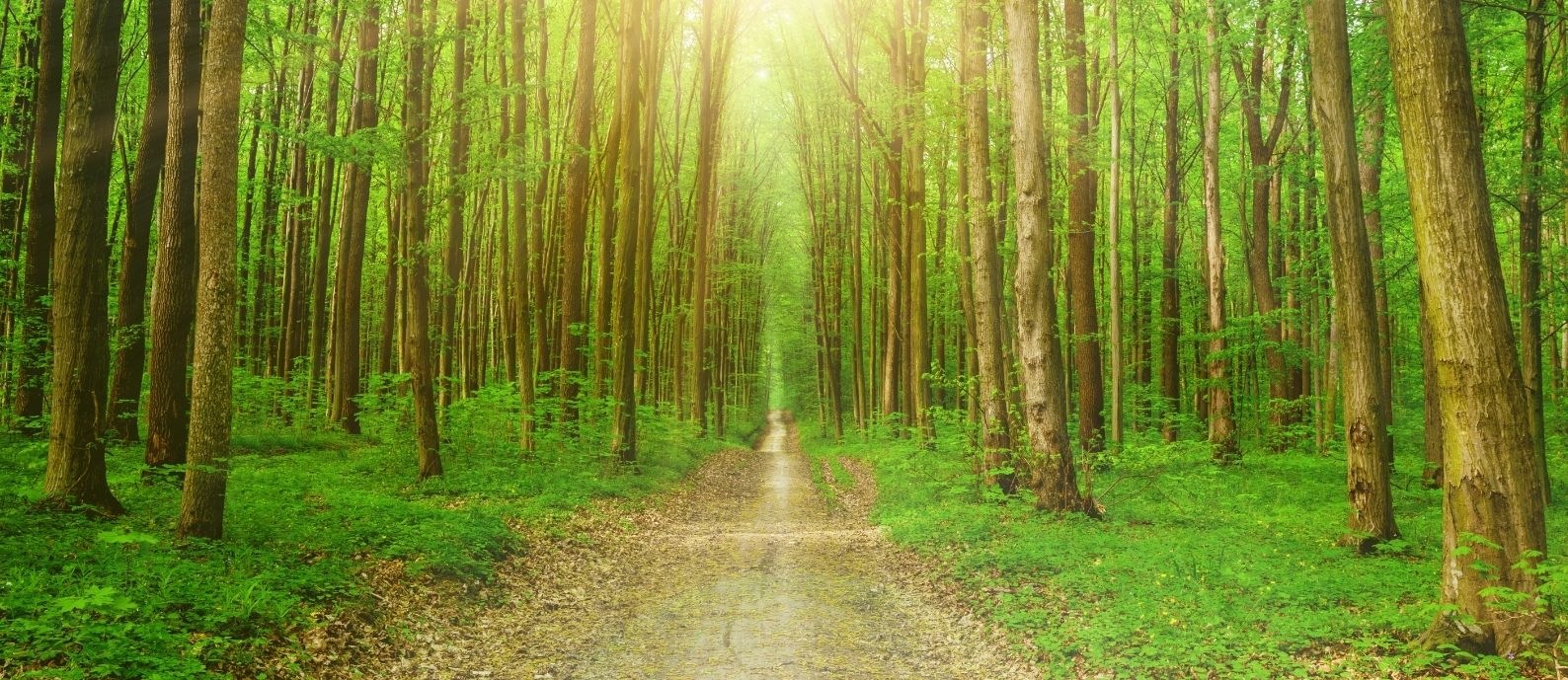 Green Intervention and Dementia