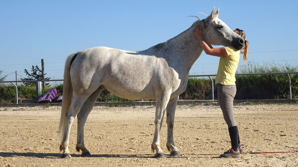 Comprendre son cheval et améliorer la communication avec lui﻿