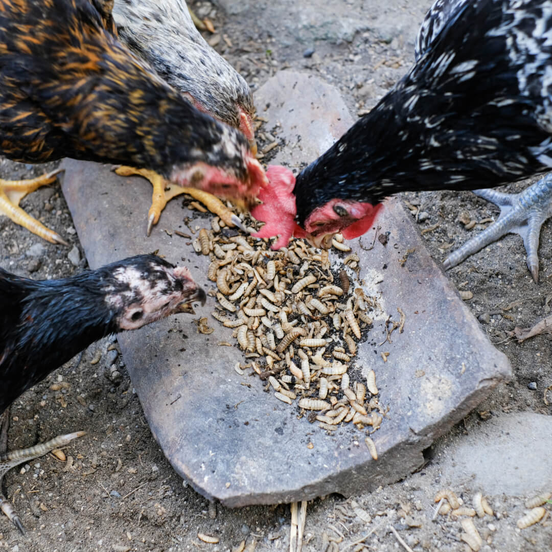 Feeding BSF Larvae to Chickens