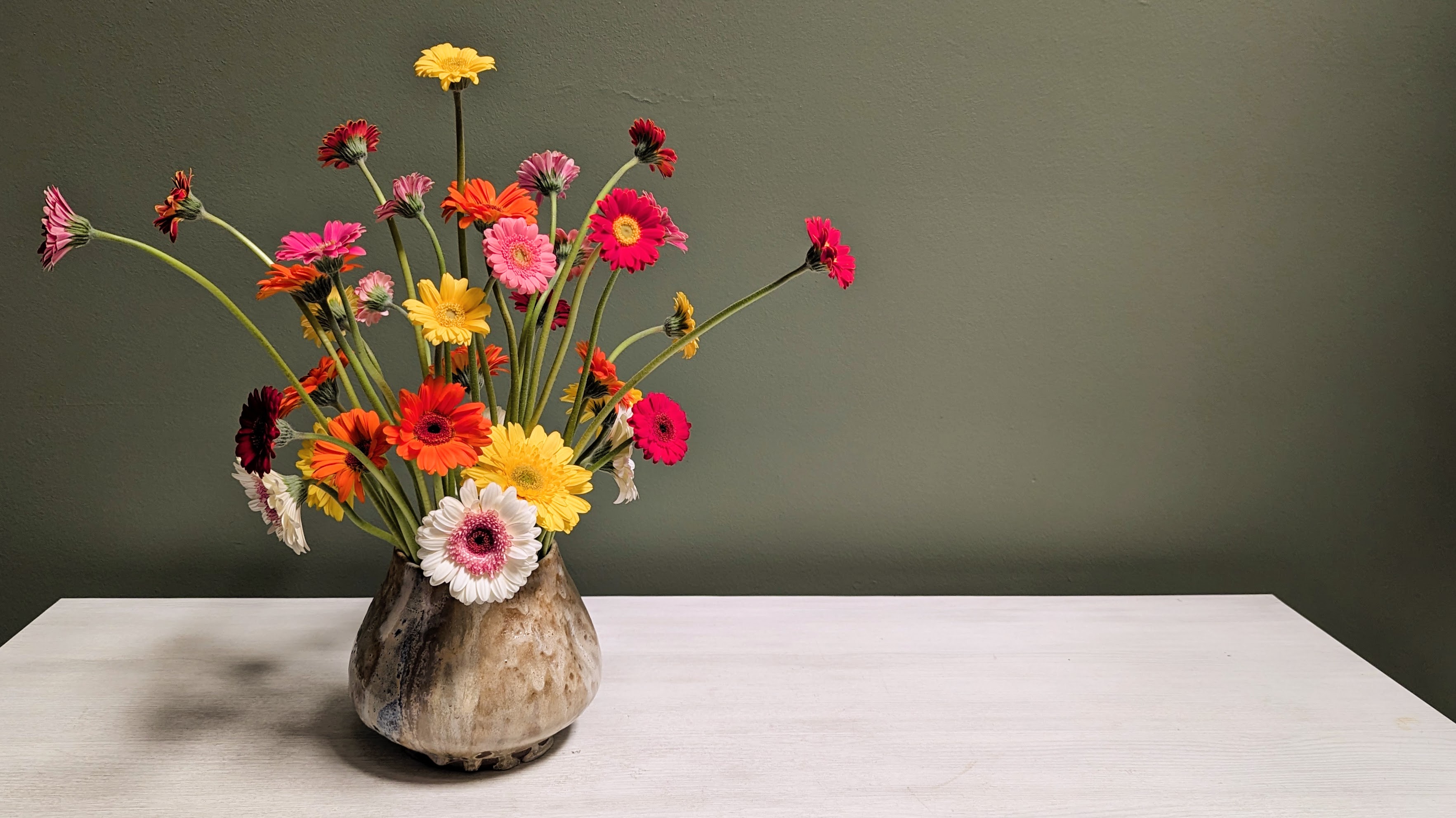 Gerber Daisies