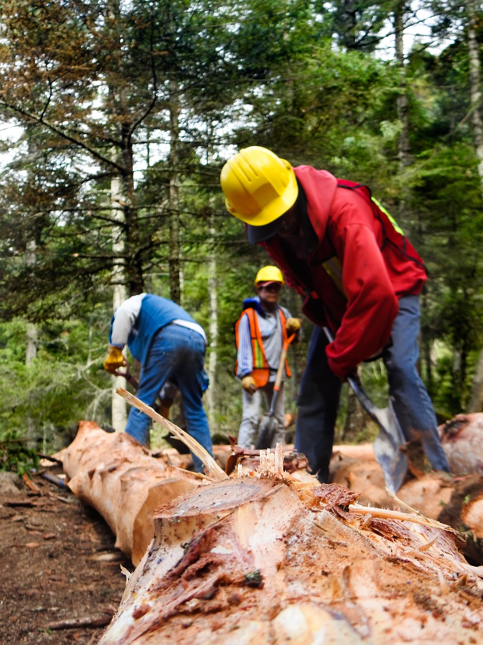 Vendita di legna da ardere  Attività forestali e vendita legnami