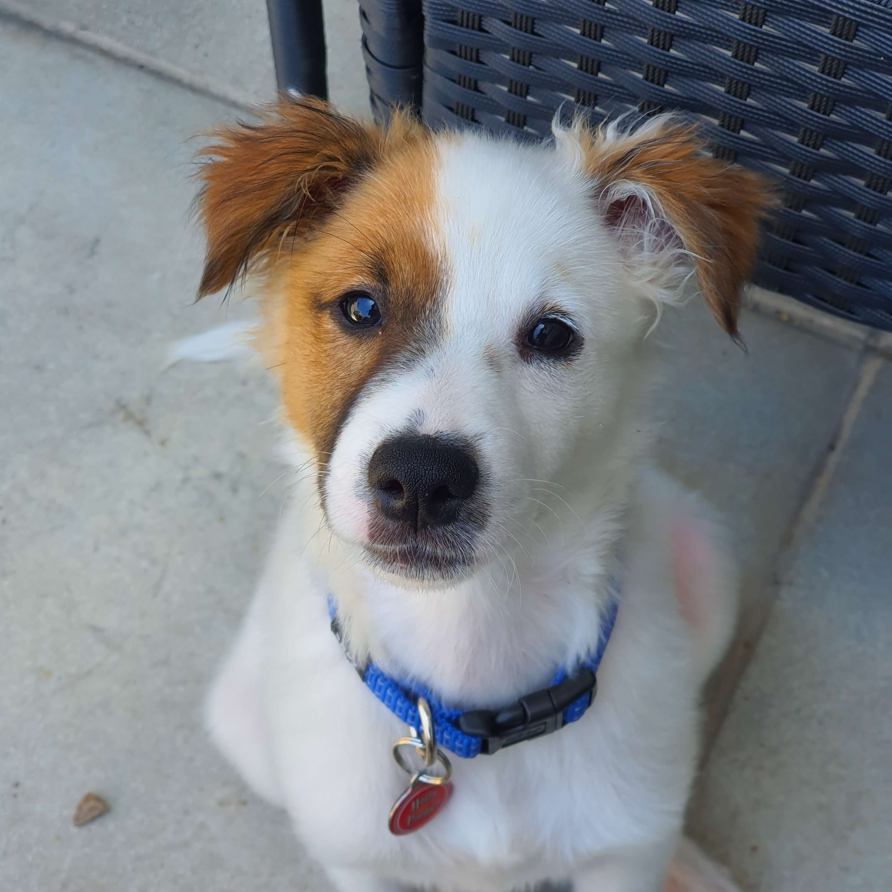 Collie cross puppy