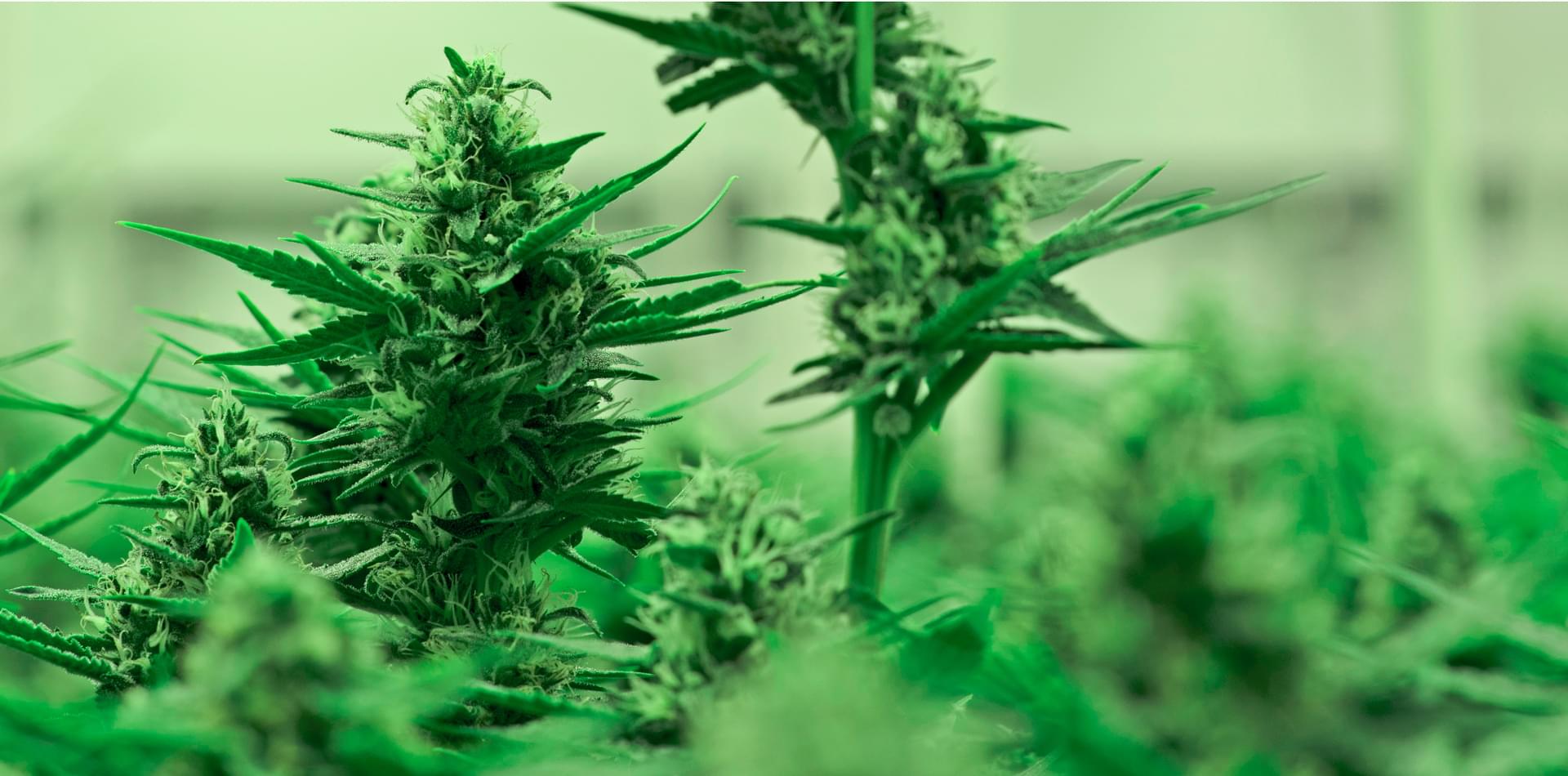 Hemp plants and cannabis plants.
