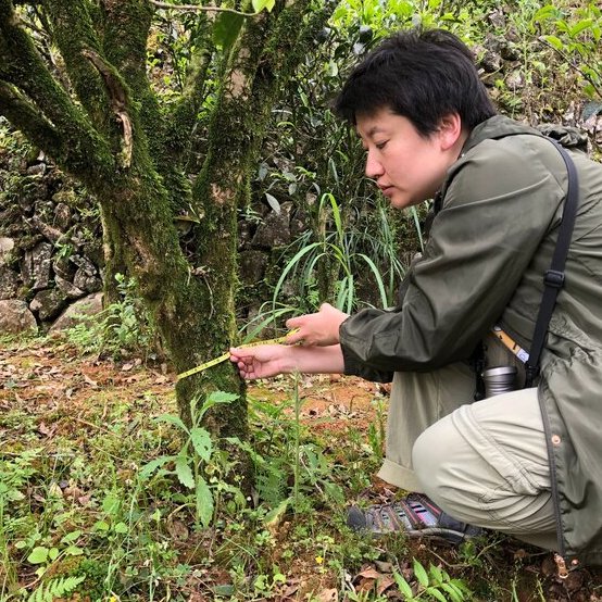 tea farming