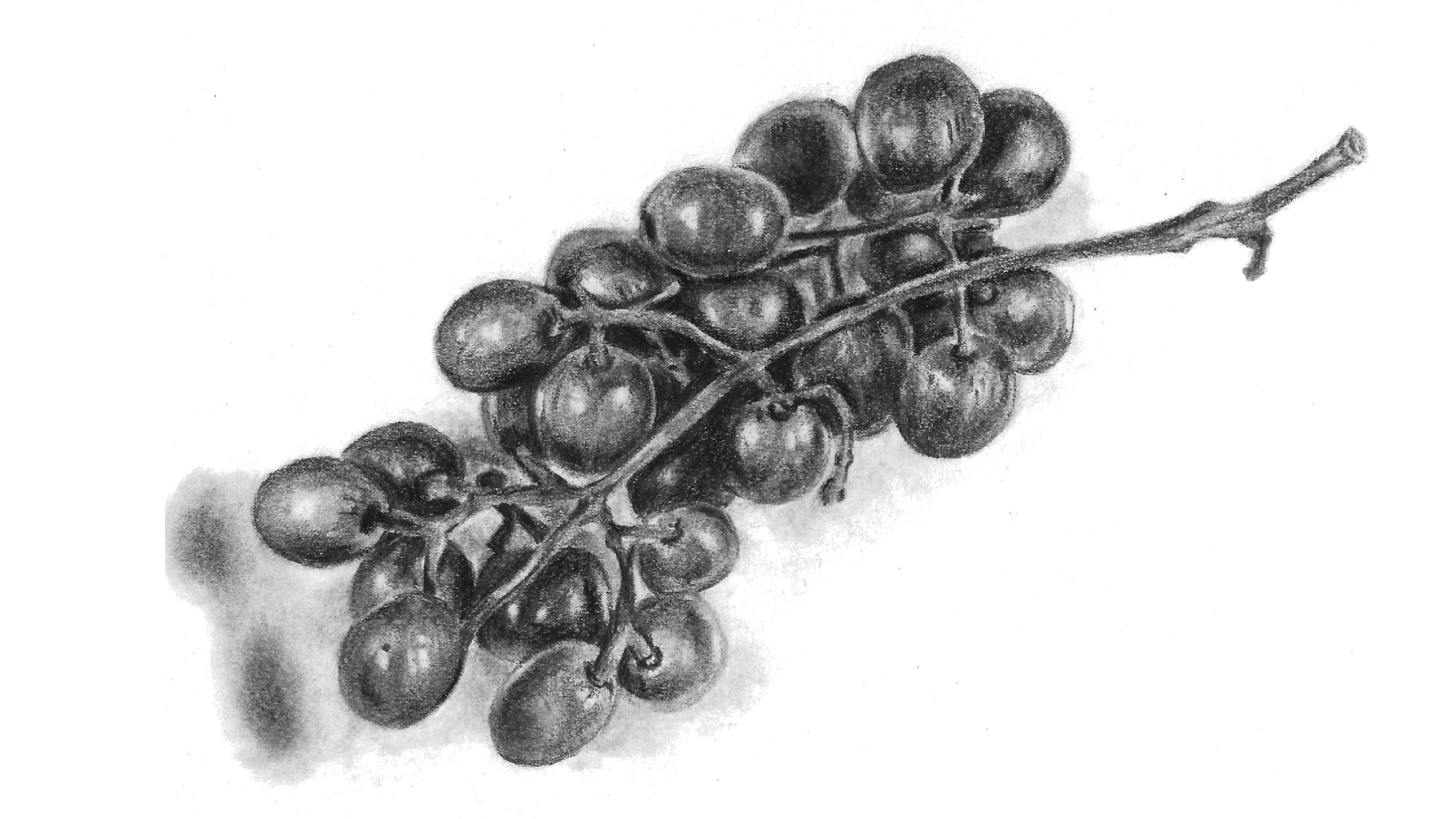 how to draw a bunch of grapes