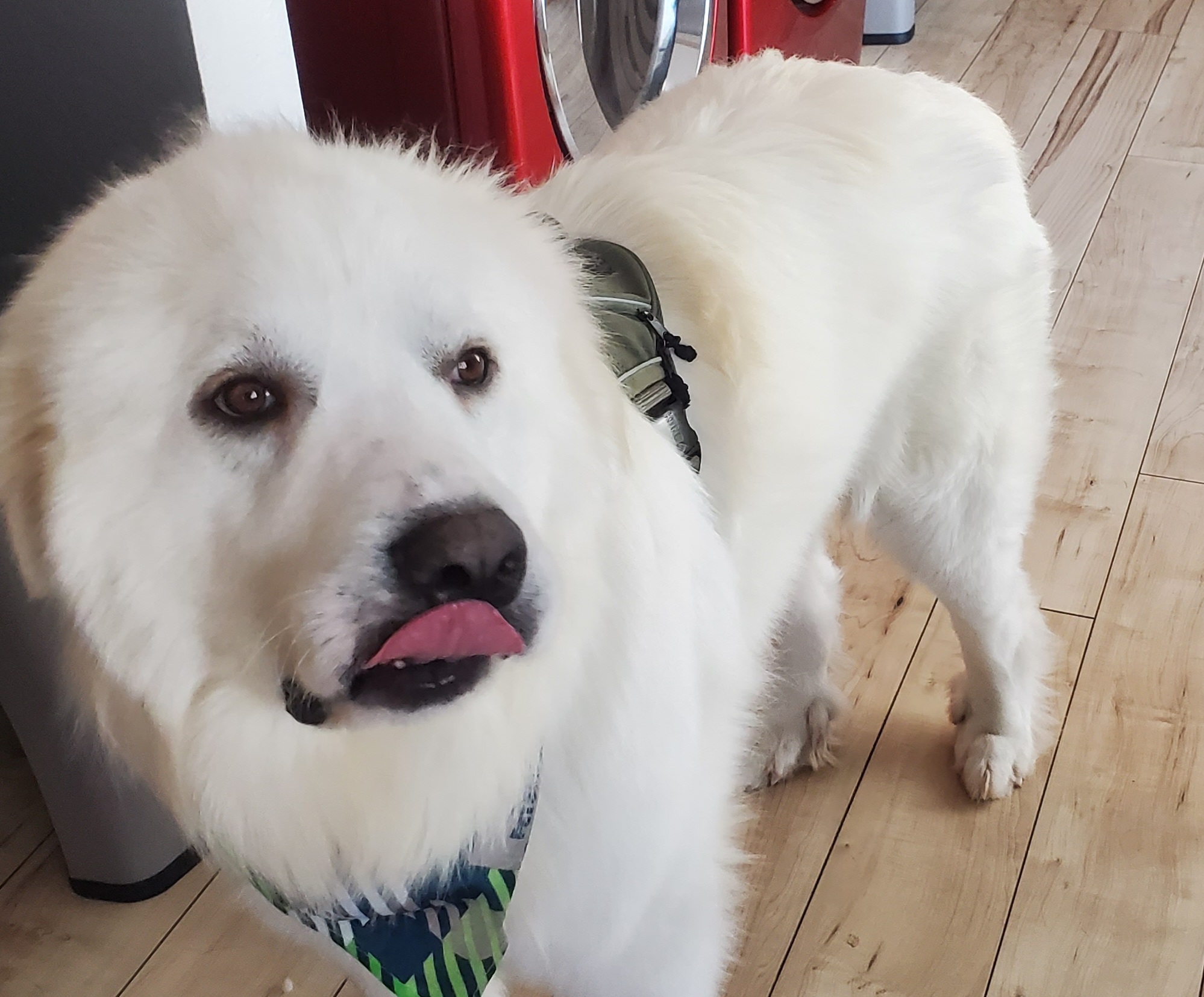 Great Pyrenees A Livestock Guardian Dog 