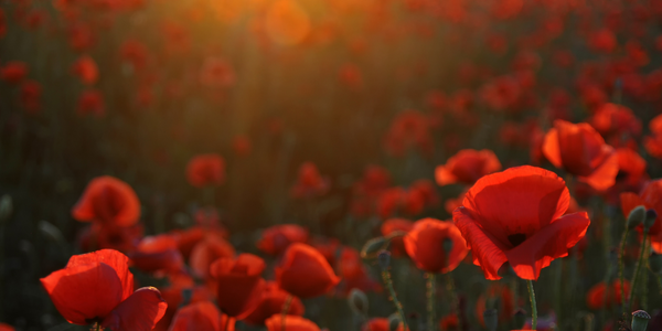 Poppy Field