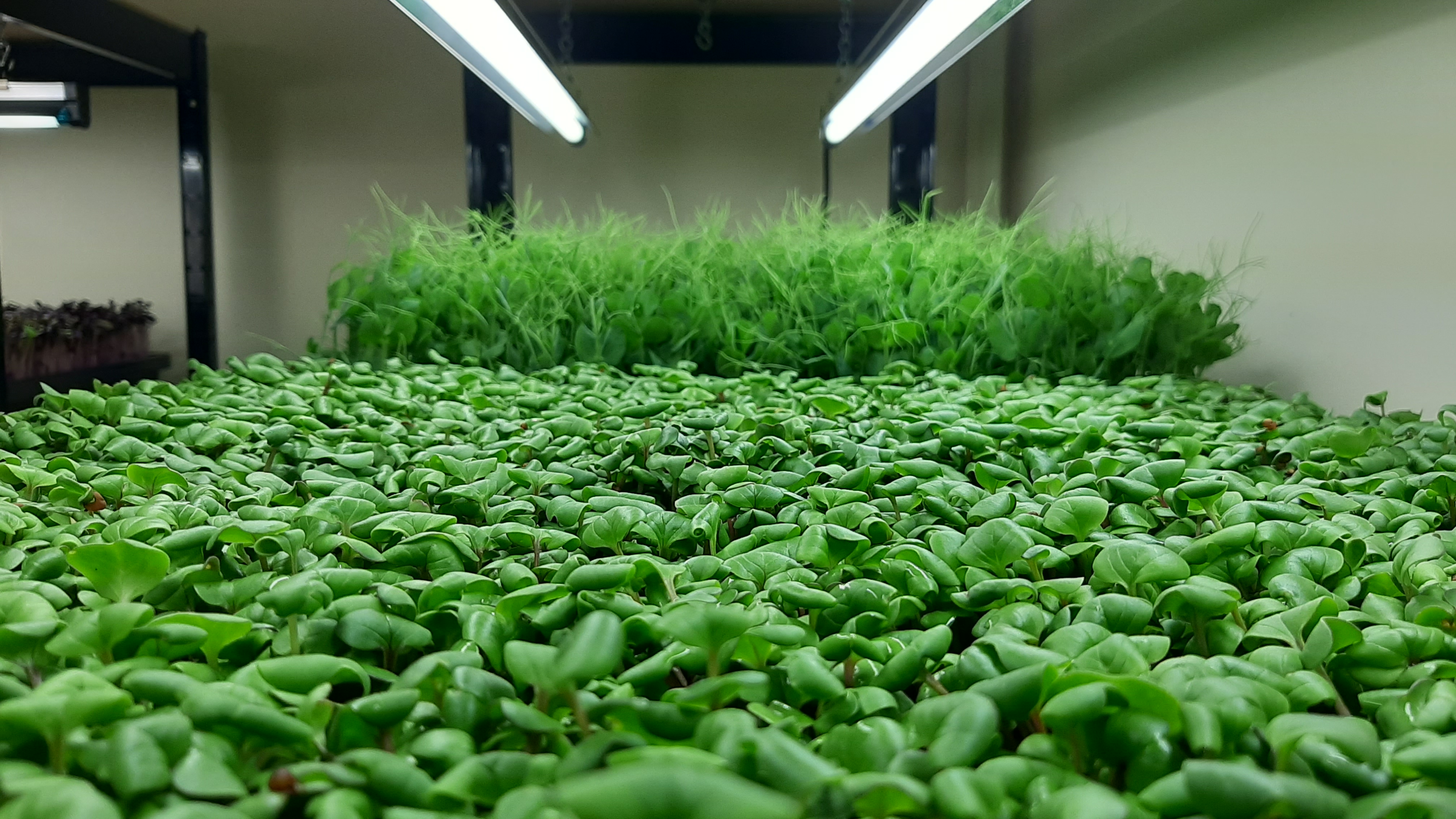 Start a microgreens business