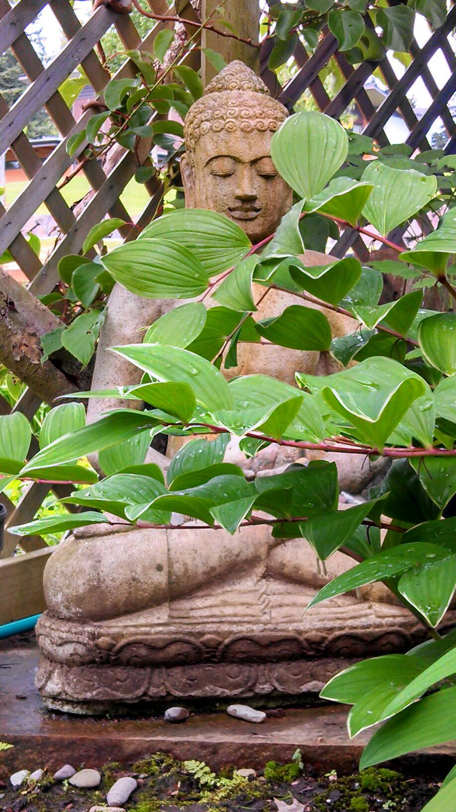 Buddha and plants