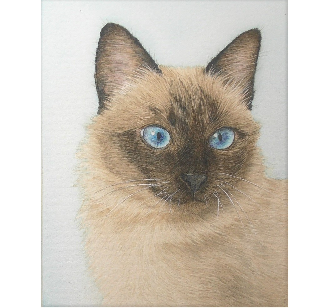 siamese cat in watercolor by rebecca rhodes