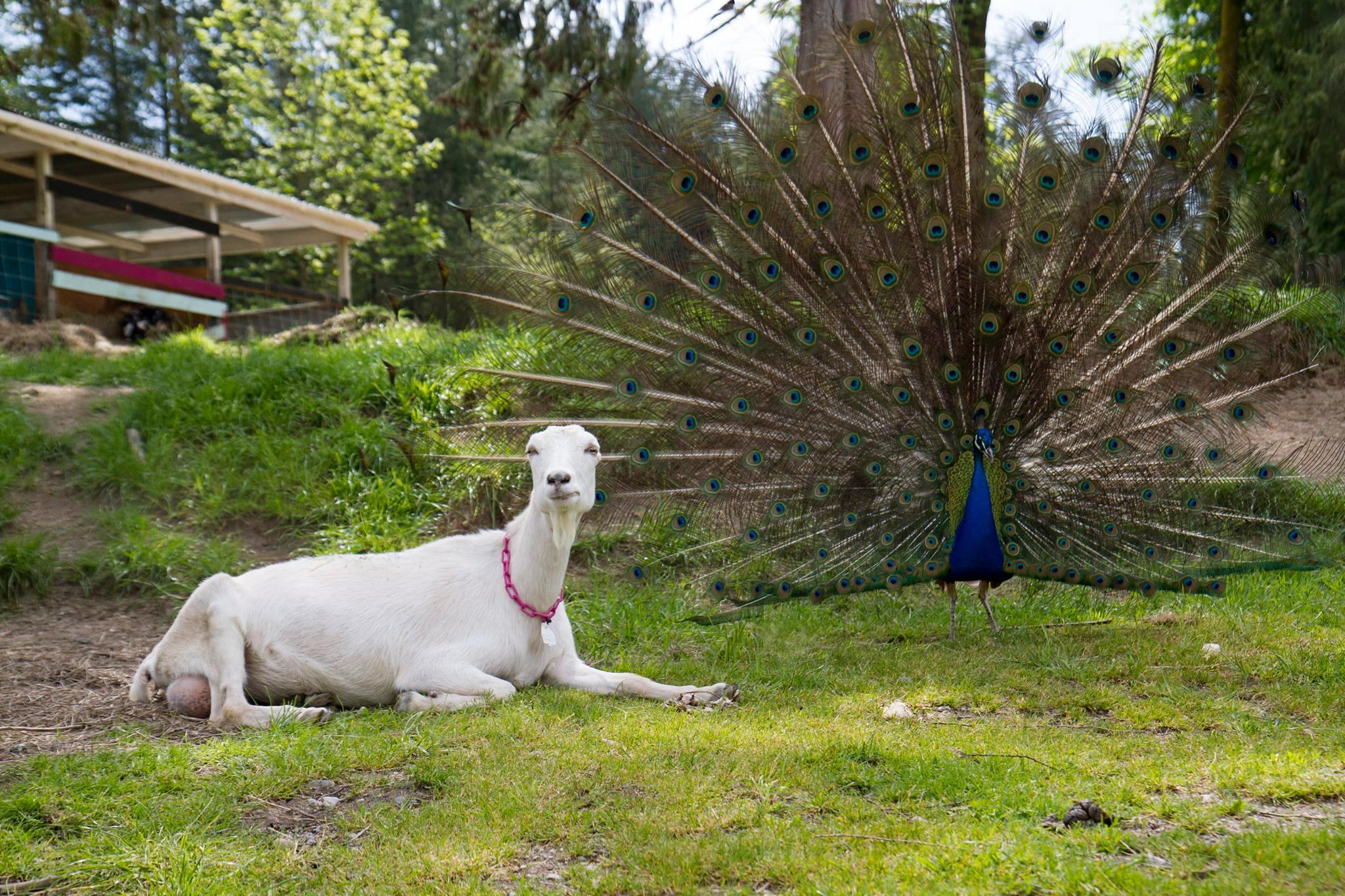 Lost Peacock University