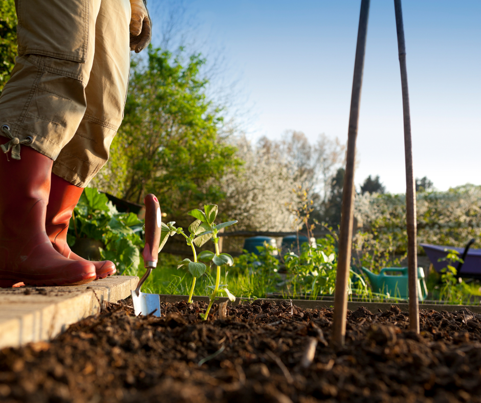 A Beginners Guide to Growing a Thriving Garden