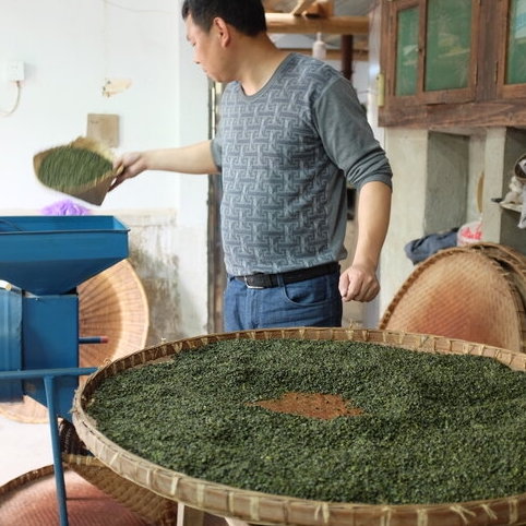 making green tea