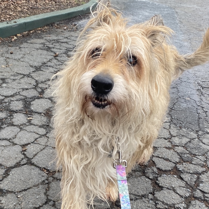 a photo of a Berger Picard dog walking towards a camera