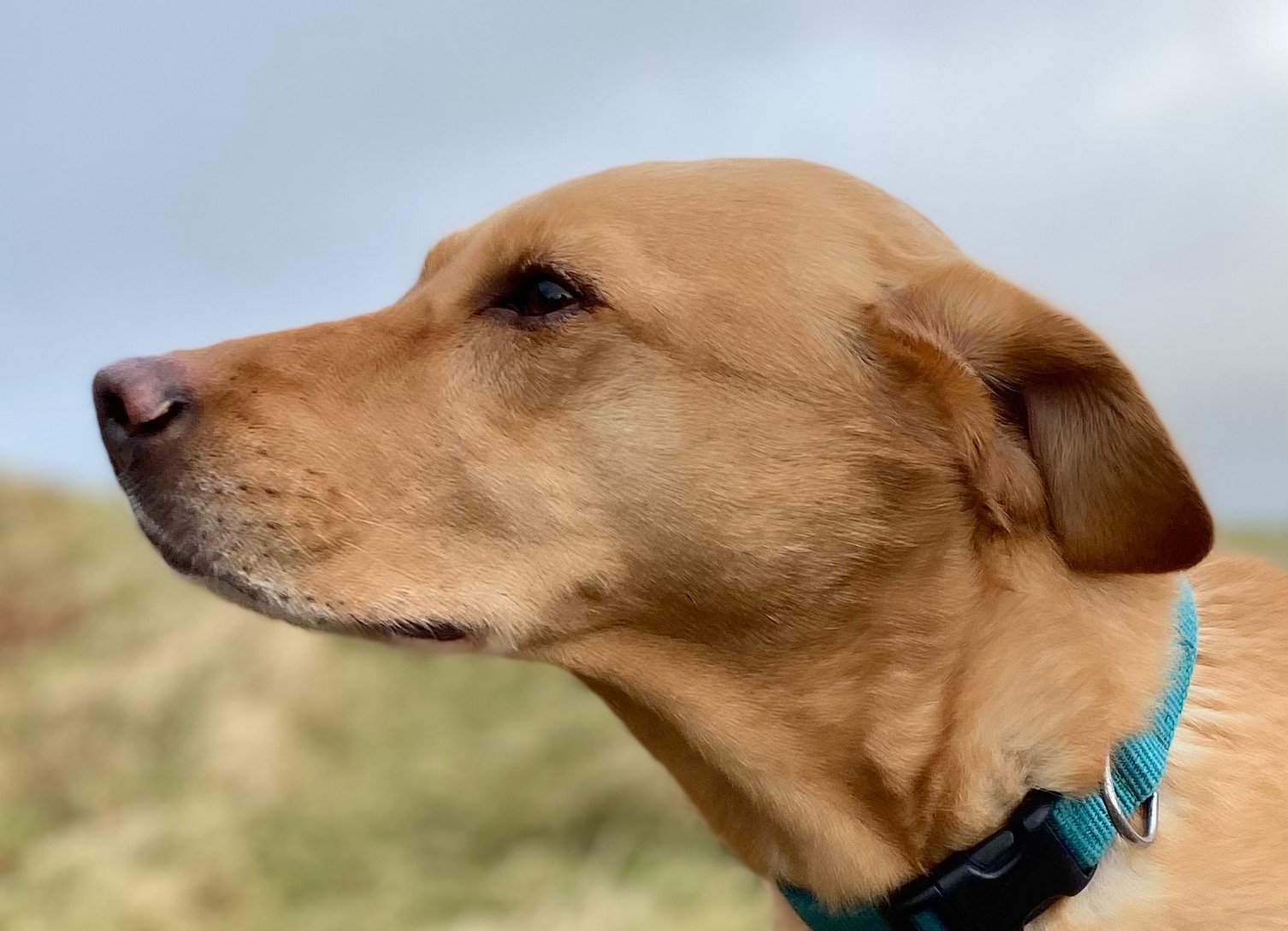 labrador scenting into the wind