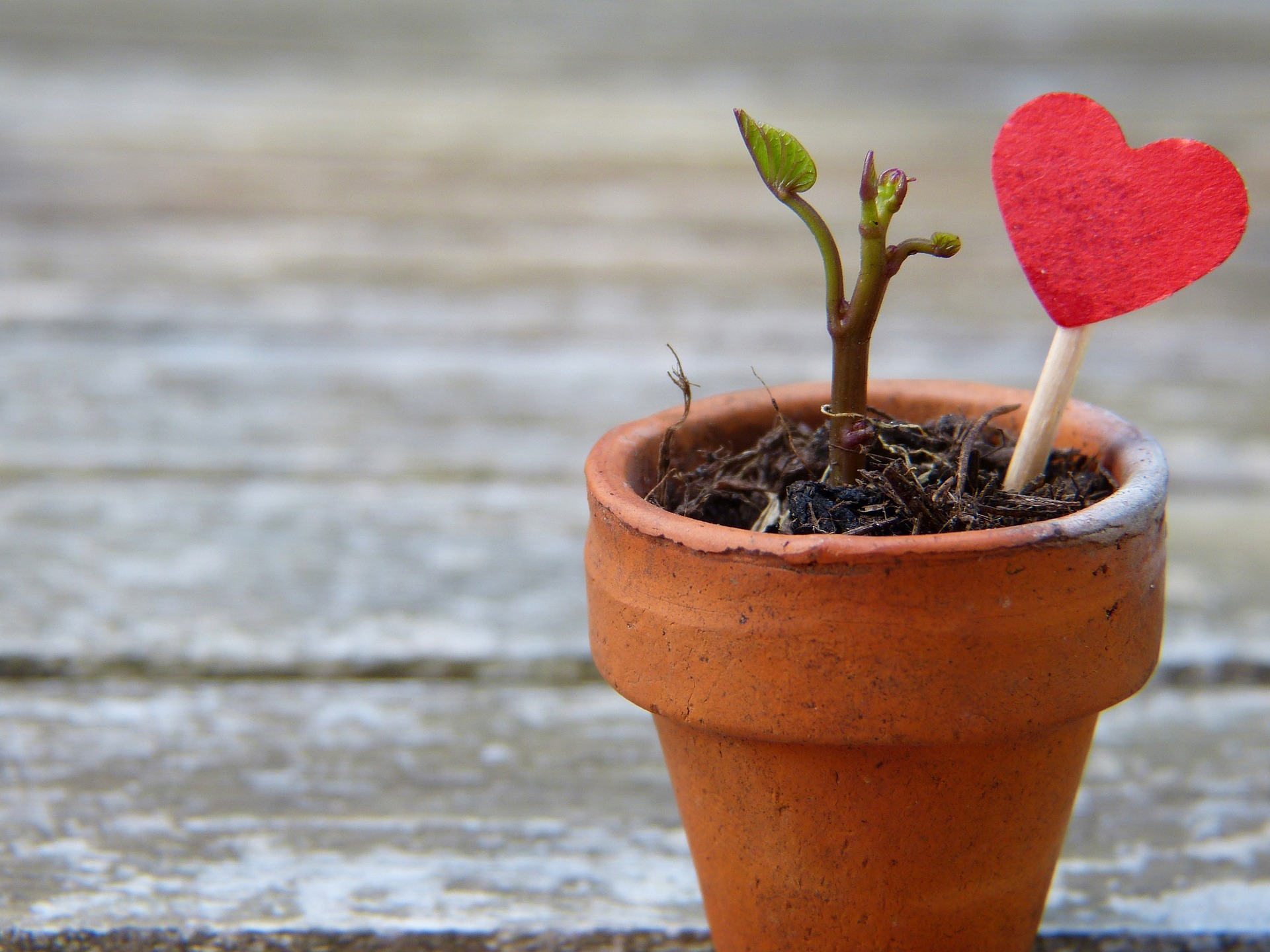 Flower Pot Blooming Plant