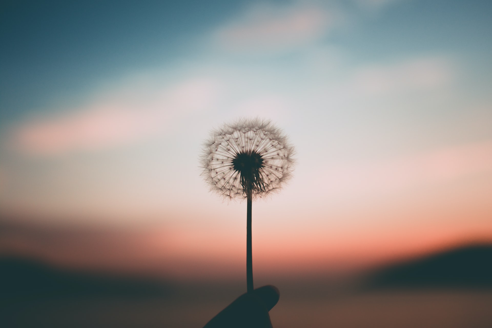 A silver dandelion against a sunset.