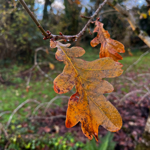 Myth and Magic of The Trees of Ireland-Oak