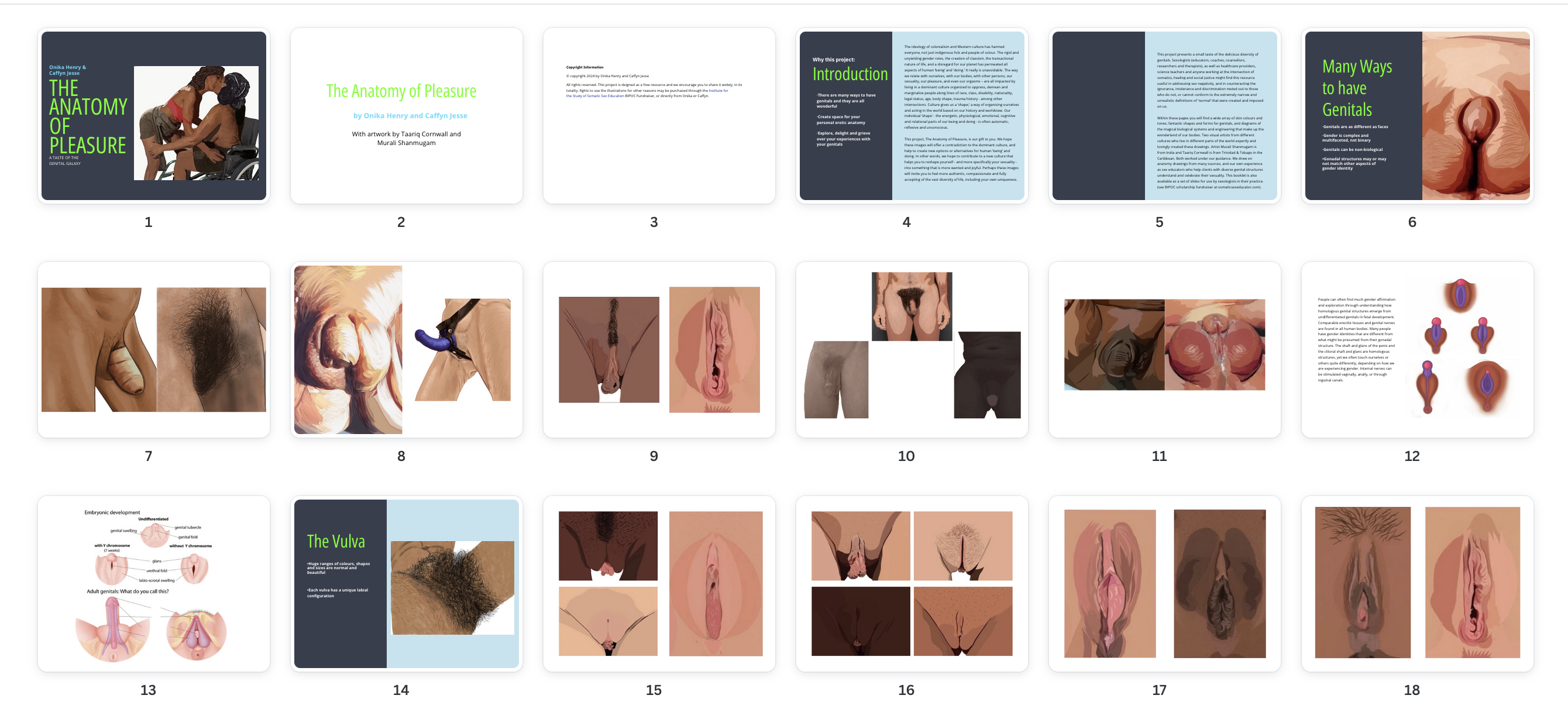 genital anatomy drawings