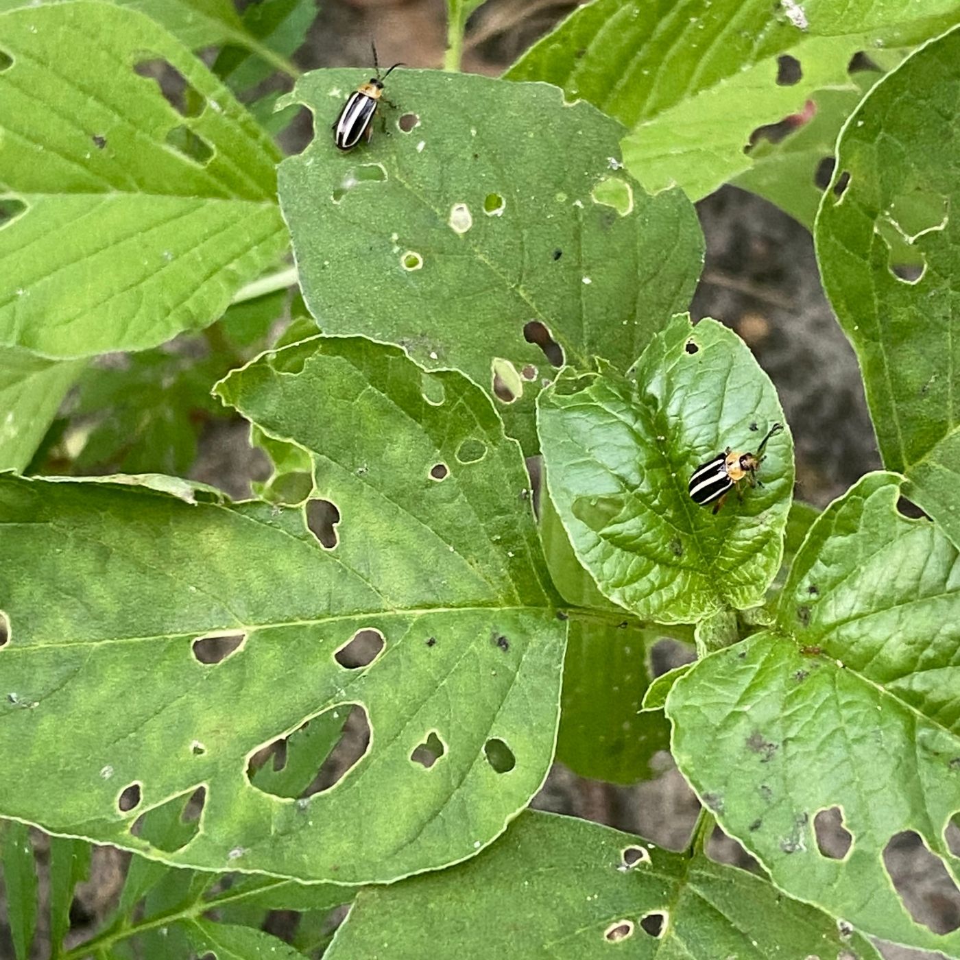 Cucumber beetles on amaranth leaves