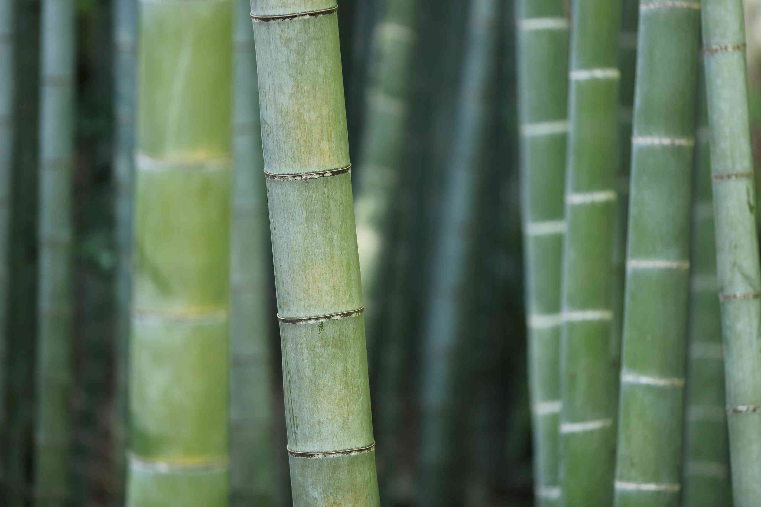 Bamboo pic